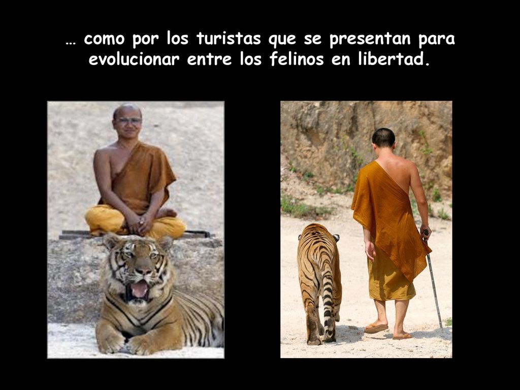 … como por los turistas que se presentan para evolucionar entre los felinos en libertad.