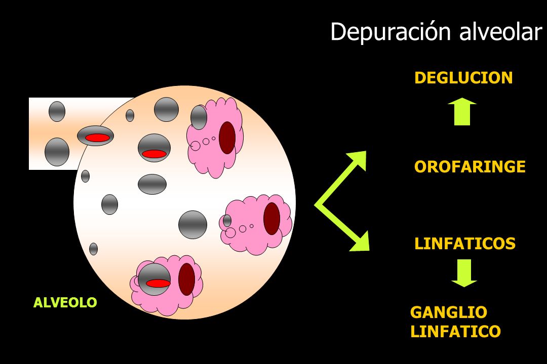 Depuración alveolar DEGLUCION OROFARINGE LINFATICOS GANGLIO LINFATICO