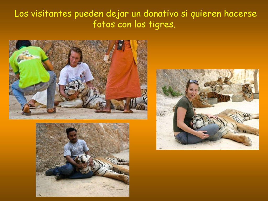 Los visitantes pueden dejar un donativo si quieren hacerse fotos con los tigres.