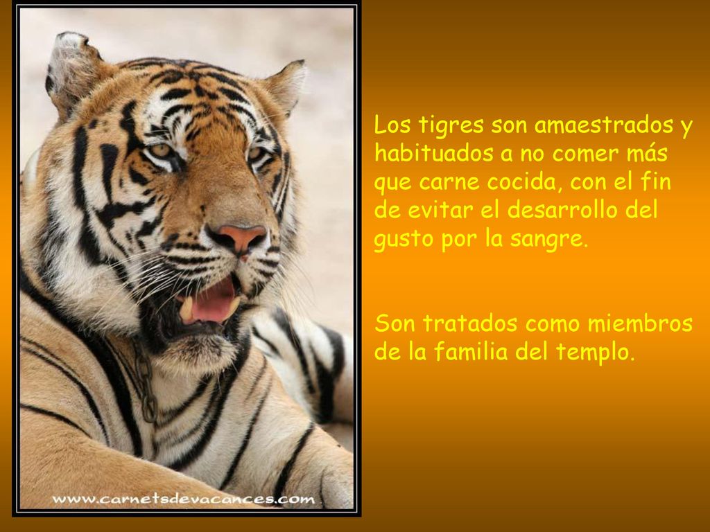 Los tigres son amaestrados y habituados a no comer más que carne cocida, con el fin de evitar el desarrollo del gusto por la sangre.
