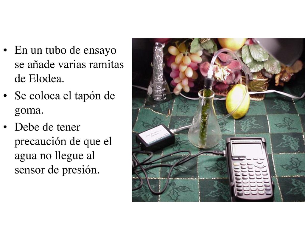 En un tubo de ensayo se añade varias ramitas de Elodea.