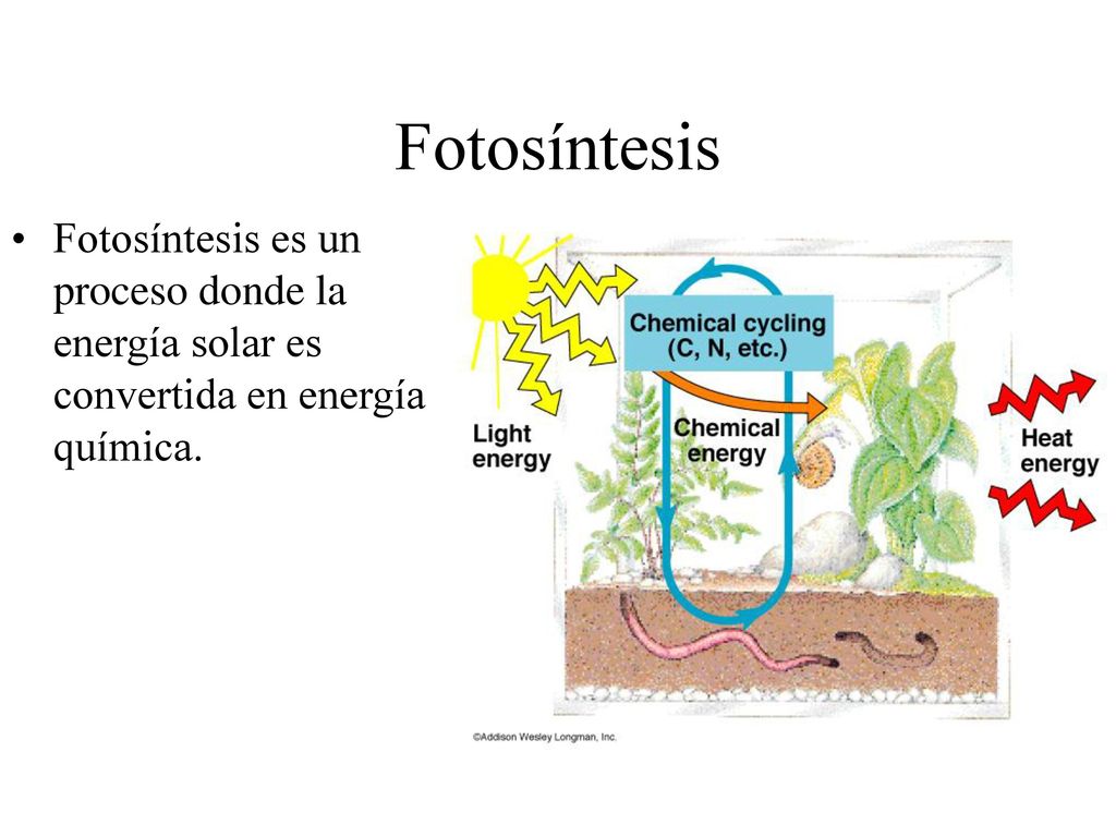 Fotosíntesis Fotosíntesis es un proceso donde la energía solar es convertida en energía química.
