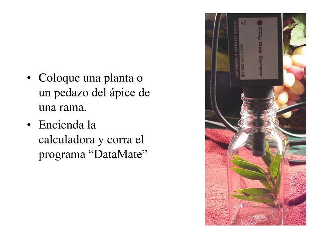 Coloque una planta o un pedazo del ápice de una rama.