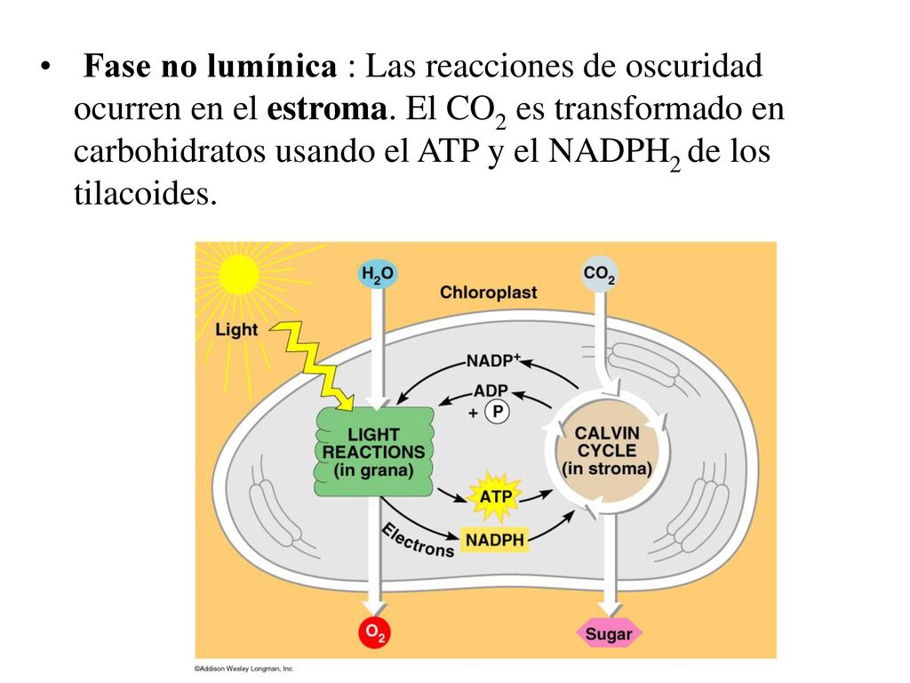 Fase no lumínica : Las reacciones de oscuridad ocurren en el estroma