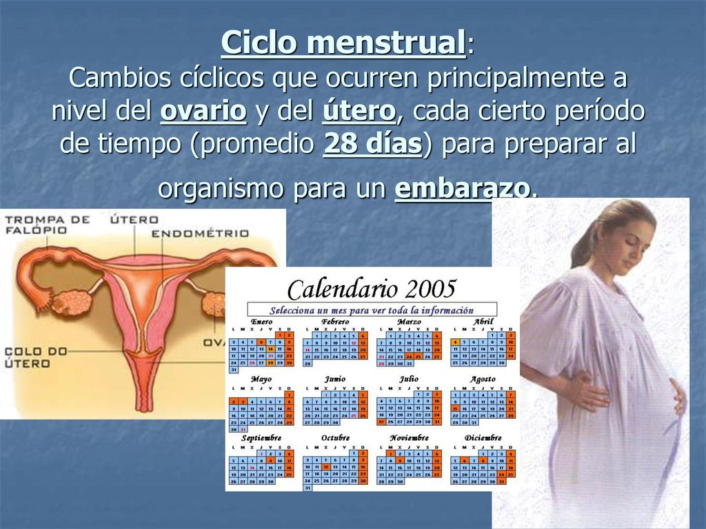 Ciclo menstrual: Cambios cíclicos que ocurren principalmente a nivel del ovario y del útero, cada cierto período de tiempo (promedio 28 días) para preparar al organismo para un embarazo.