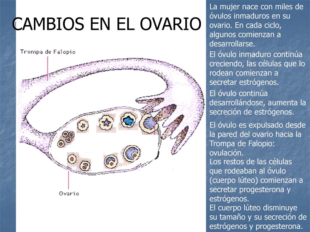 CAMBIOS EN EL OVARIO La mujer nace con miles de óvulos inmaduros en su ovario. En cada ciclo, algunos comienzan a desarrollarse.