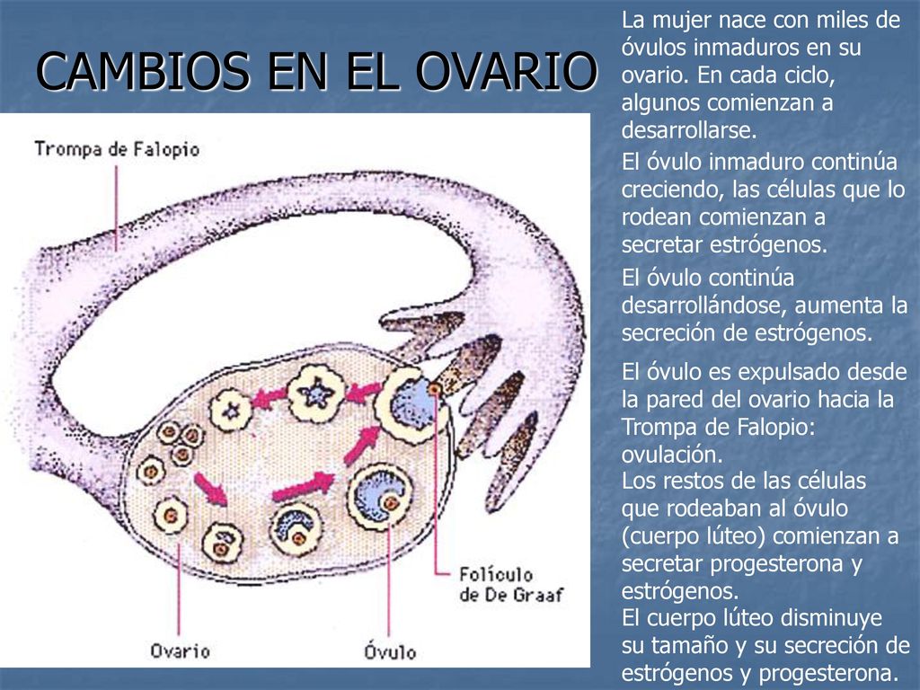 CAMBIOS EN EL OVARIO La mujer nace con miles de óvulos inmaduros en su ovario. En cada ciclo, algunos comienzan a desarrollarse.