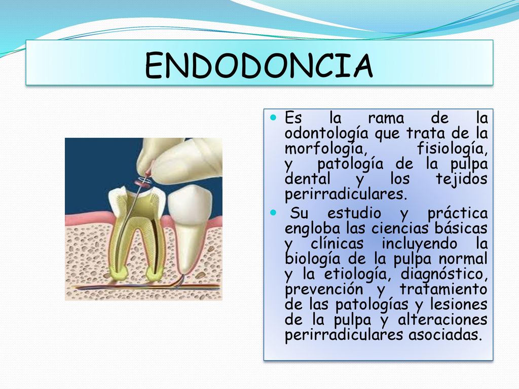 ENDODONCIA Es la rama de la odontología que trata de la morfología, fisiología, y patología de la pulpa dental y los tejidos perirradiculares.