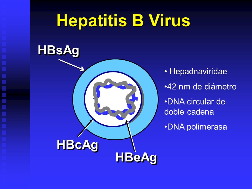 Hepatitis B Virus HBsAg HBcAg HBeAg Hepadnaviridae 42 nm de diámetro