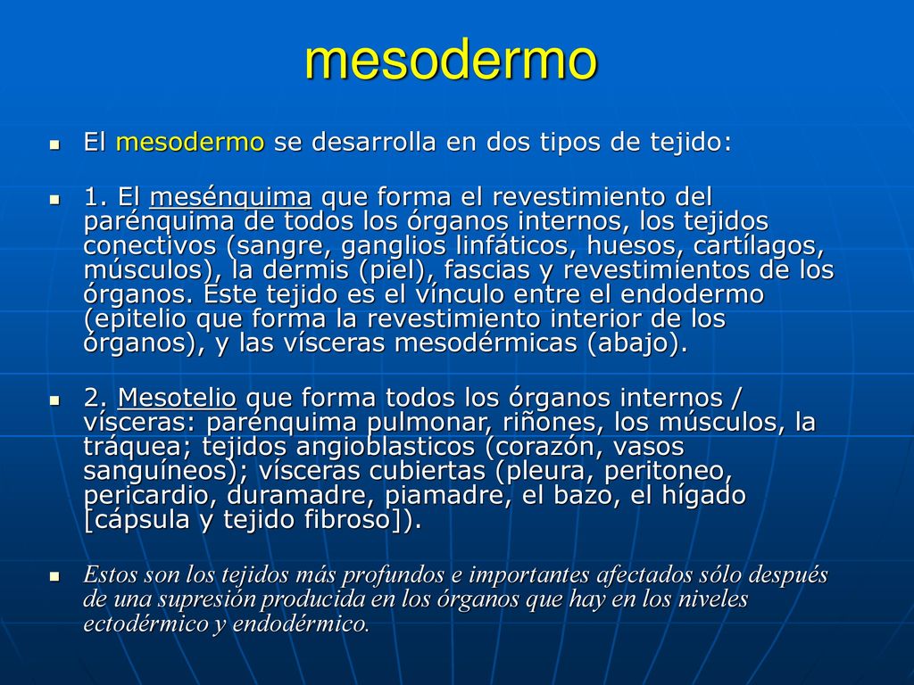 mesodermo El mesodermo se desarrolla en dos tipos de tejido: