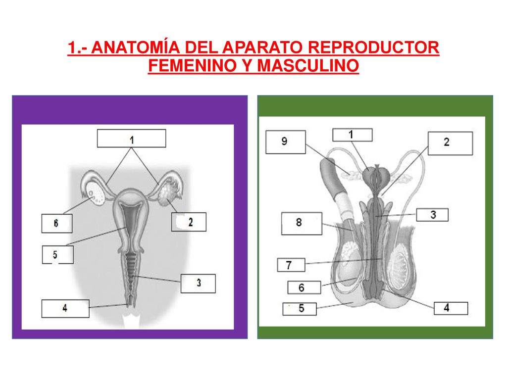1.- ANATOMÍA DEL APARATO REPRODUCTOR FEMENINO Y MASCULINO