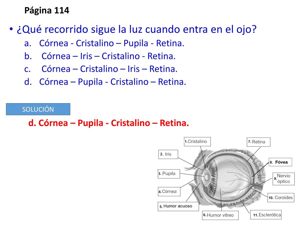 ¿Qué recorrido sigue la luz cuando entra en el ojo