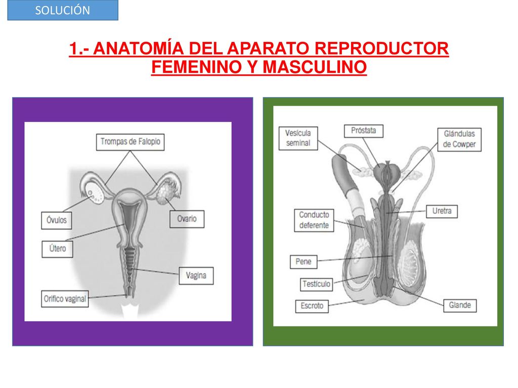 1.- ANATOMÍA DEL APARATO REPRODUCTOR FEMENINO Y MASCULINO