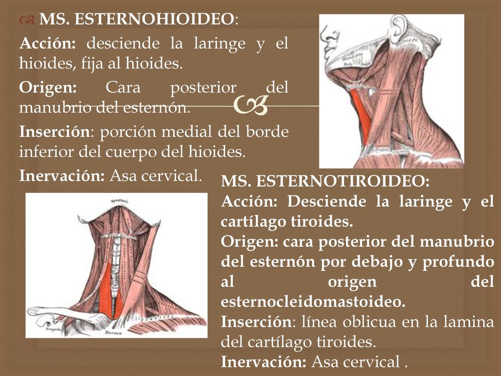 MS. ESTERNOHIOIDEO: Acción: desciende la laringe y el hioides, fija al hioides. Origen: Cara posterior del manubrio del esternón.