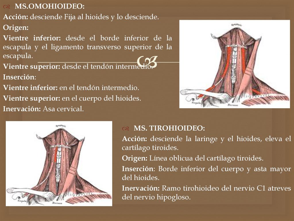 MS.OMOHIOIDEO: Acción: desciende Fija al hioides y lo desciende. Origen: