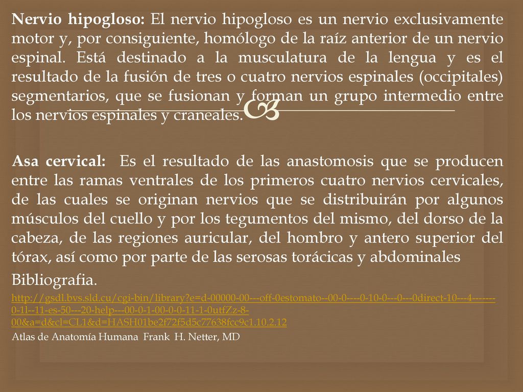 Nervio hipogloso: El nervio hipogloso es un nervio exclusivamente motor y, por consiguiente, homólogo de la raíz anterior de un nervio espinal. Está destinado a la musculatura de la lengua y es el resultado de la fusión de tres o cuatro nervios espinales (occipitales) segmentarios, que se fusionan y forman un grupo intermedio entre los nervios espinales y craneales.