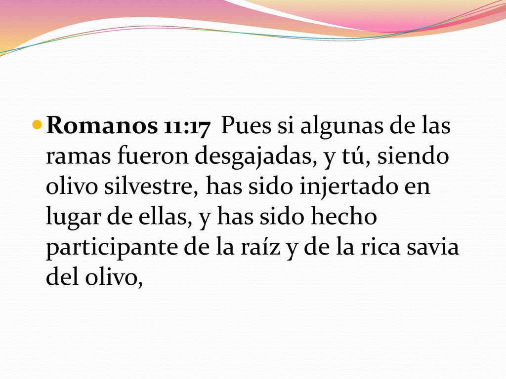 Romanos 11:17 Pues si algunas de las ramas fueron desgajadas, y tú, siendo olivo silvestre, has sido injertado en lugar de ellas, y has sido hecho participante de la raíz y de la rica savia del olivo,