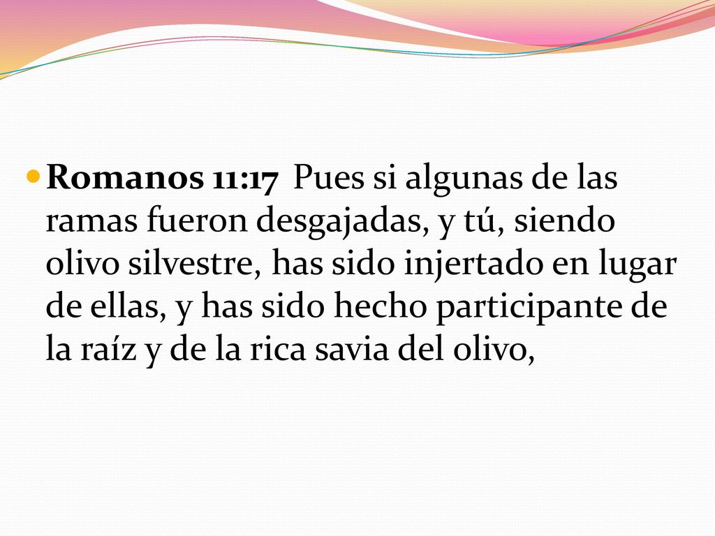 Romanos 11:17 Pues si algunas de las ramas fueron desgajadas, y tú, siendo olivo silvestre, has sido injertado en lugar de ellas, y has sido hecho participante de la raíz y de la rica savia del olivo,