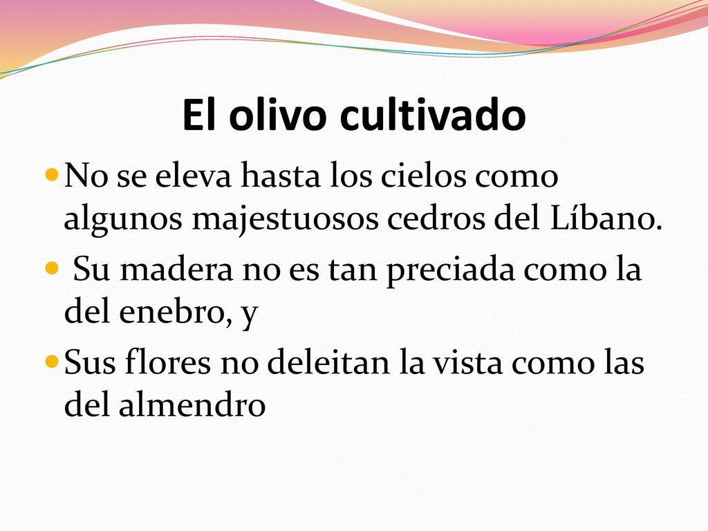 El olivo cultivado No se eleva hasta los cielos como algunos majestuosos cedros del Líbano. Su madera no es tan preciada como la del enebro, y.