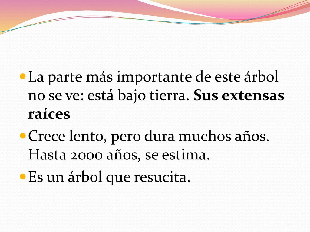 La parte más importante de este árbol no se ve: está bajo tierra