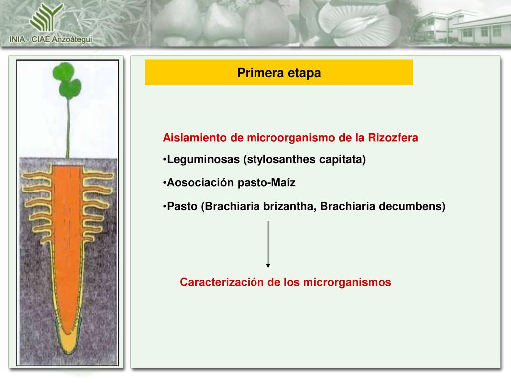 Objetivos Primera etapa Aislamiento de microorganismo de la Rizozfera