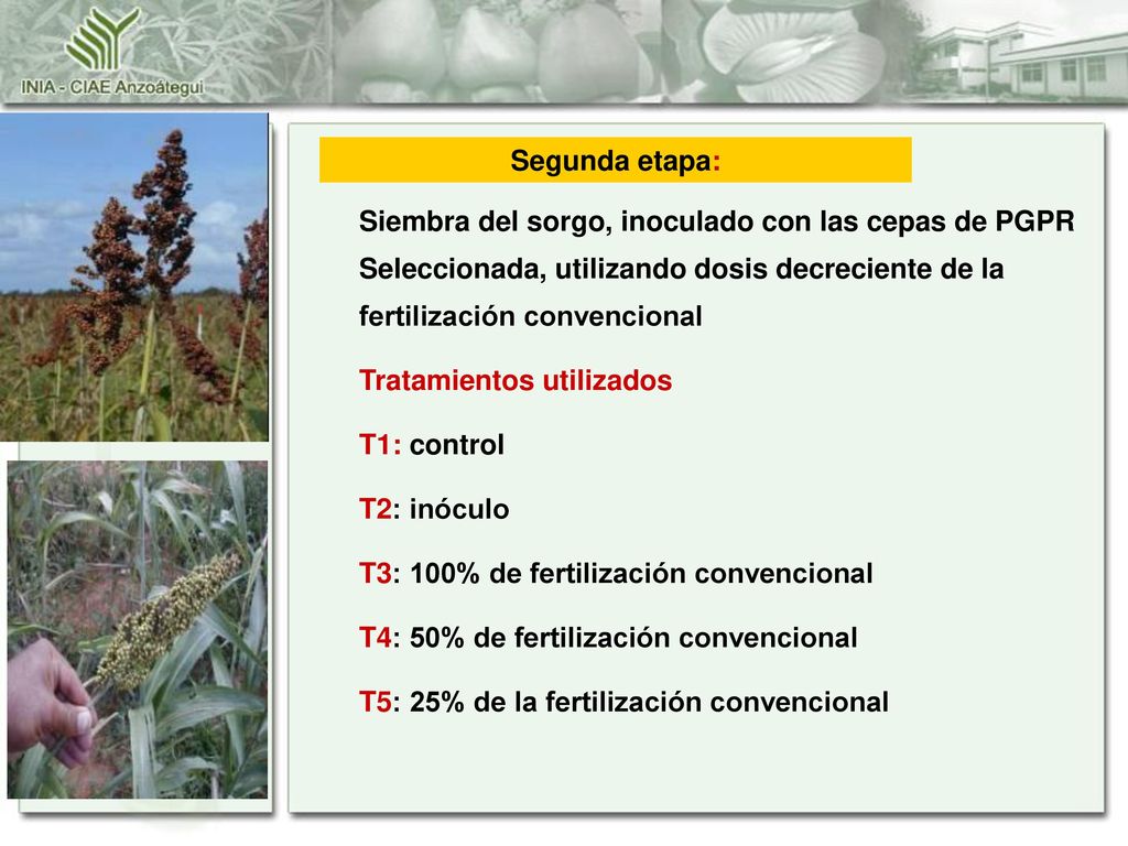 Segunda etapa: Siembra del sorgo, inoculado con las cepas de PGPR Seleccionada, utilizando dosis decreciente de la fertilización convencional.