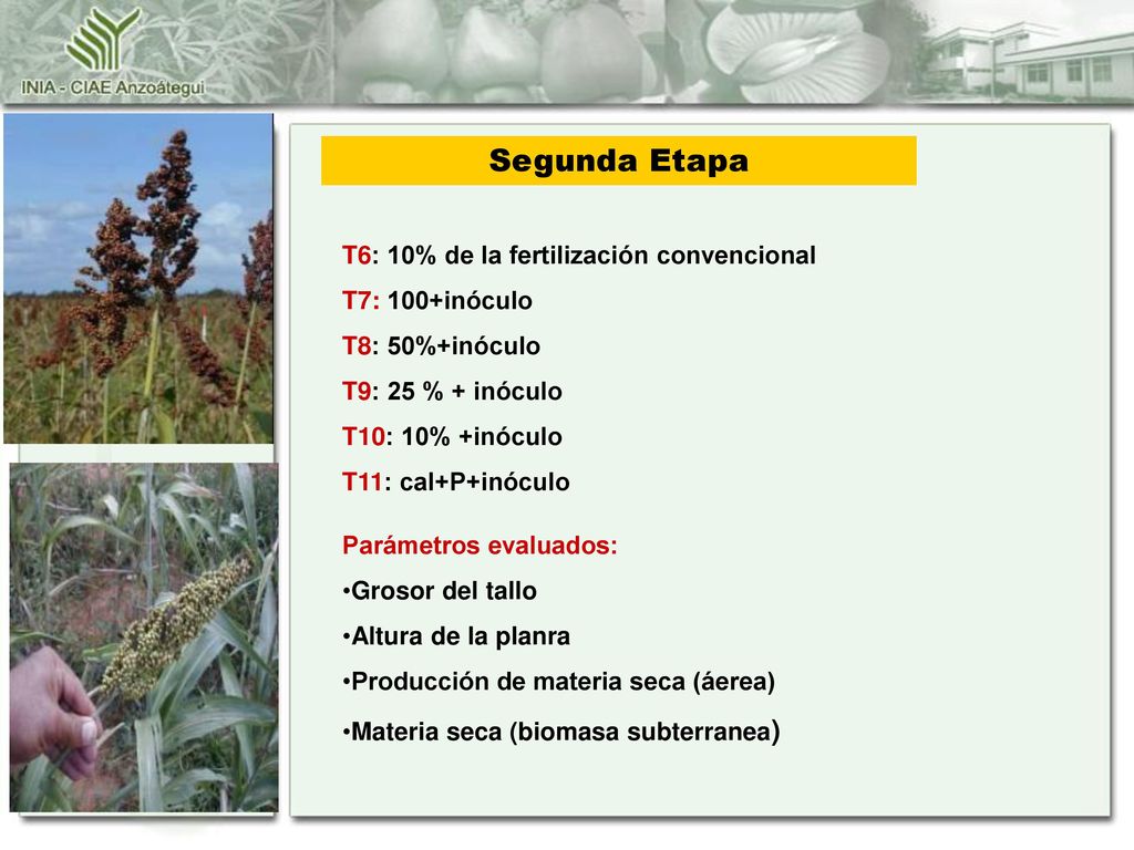 Segunda Etapa T6: 10% de la fertilización convencional T7: 100+inóculo