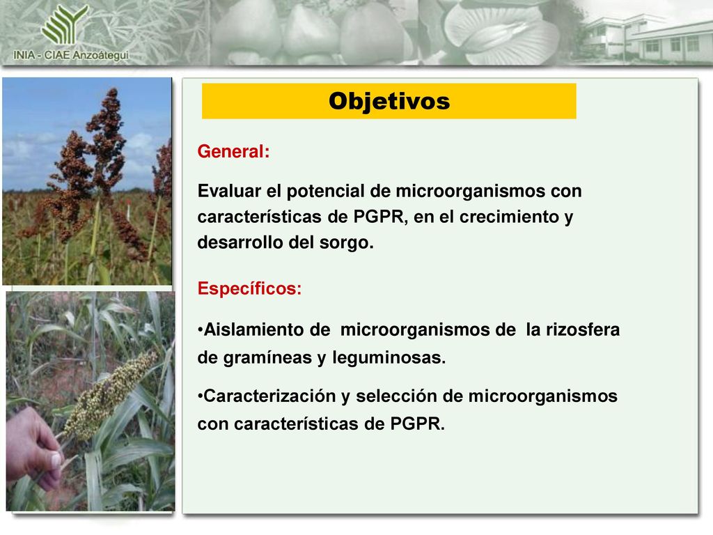 Objetivos General: Evaluar el potencial de microorganismos con características de PGPR, en el crecimiento y desarrollo del sorgo.