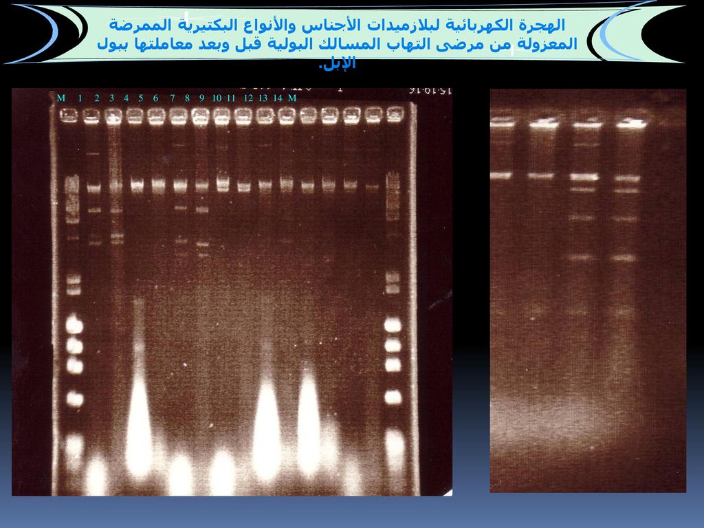 الهجرة الكهربائية لبلازميدات الأجناس والأنواع البكتيرية الممرضة المعزولة من مرضى التهاب المسالك البولية قبل وبعد معاملتها ببول الإبل.