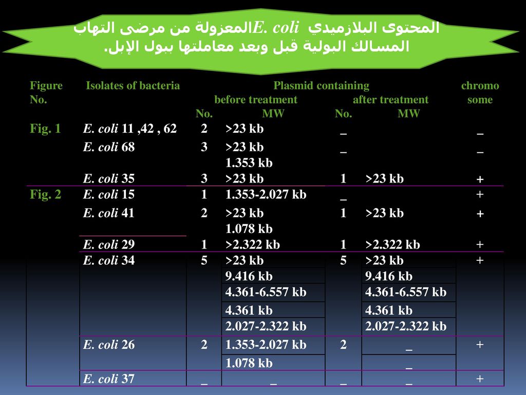 المحتوى البلازميدي E. coli المعزولة من مرضى التهاب المسالك البولية قبل وبعد معاملتها ببول الإبل.