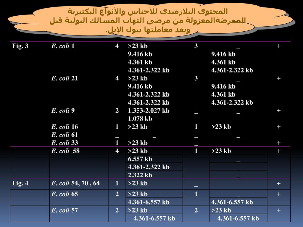 المحتوى البلازميدي للأجناس والأنواع البكتيرية الممرضةالمعزولة من مرضى التهاب المسالك البولية قبل وبعد معاملتها ببول الإبل.