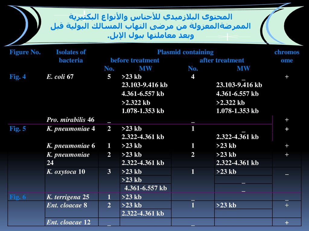 المحتوى البلازميدي للأجناس والأنواع البكتيرية الممرضةالمعزولة من مرضى التهاب المسالك البولية قبل وبعد معاملتها ببول الإبل.