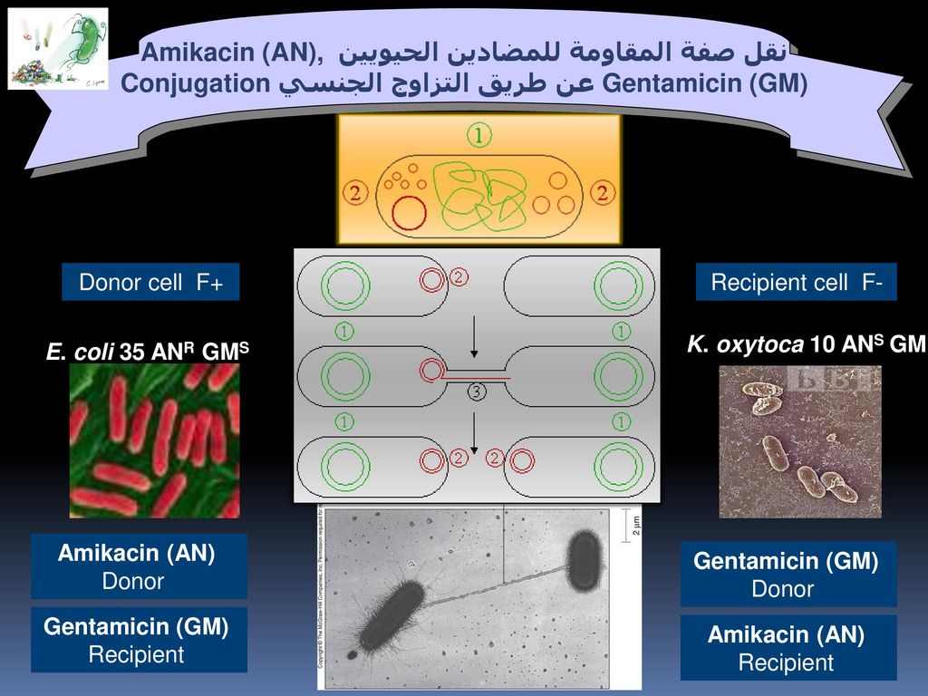 نقل صفة المقاومة للمضادين الحيويين Amikacin (AN), Gentamicin (GM) عن طريق التزاوج الجنسي Conjugation