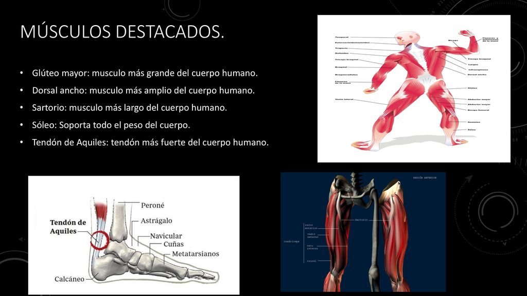 Músculos destacados. Glúteo mayor: musculo más grande del cuerpo humano. Dorsal ancho: musculo más amplio del cuerpo humano.