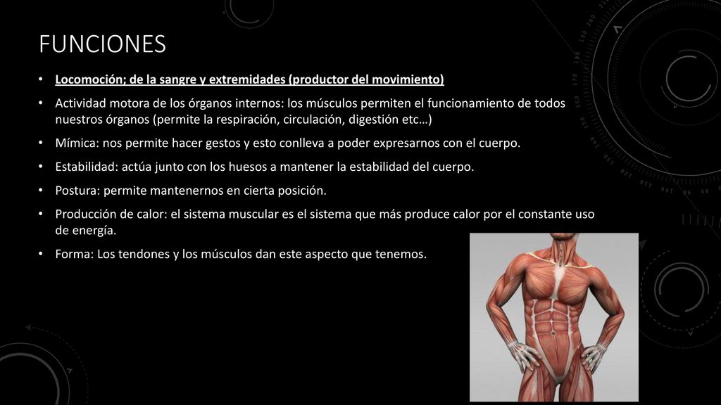 Funciones Locomoción; de la sangre y extremidades (productor del movimiento)
