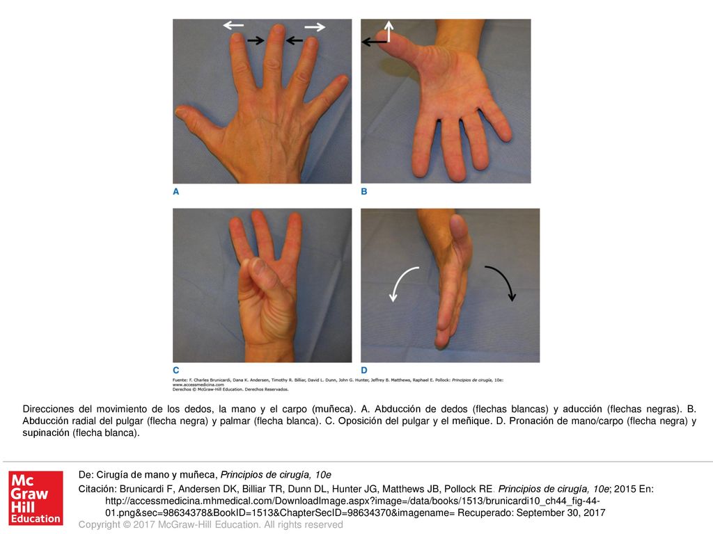 Direcciones del movimiento de los dedos, la mano y el carpo (muñeca). A. Abducción de dedos (flechas blancas) y aducción (flechas negras). B. Abducción radial del pulgar (flecha negra) y palmar (flecha blanca). C. Oposición del pulgar y el meñique. D. Pronación de mano/carpo (flecha negra) y supinación (flecha blanca).