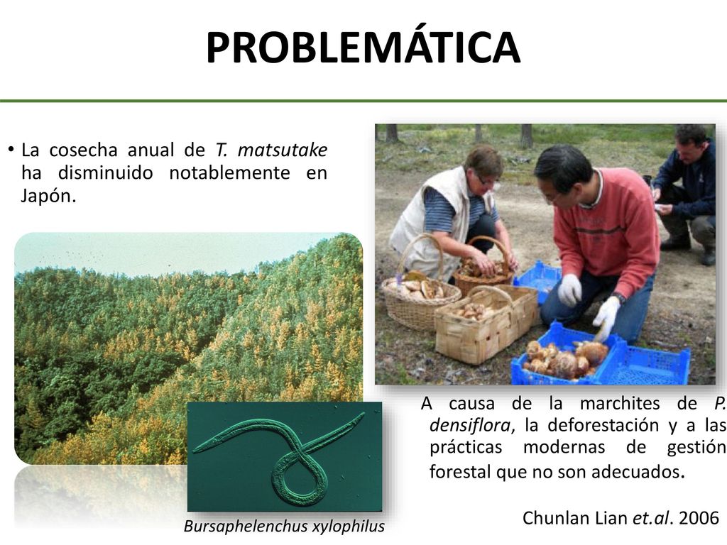 PROBLEMÁTICA La cosecha anual de T. matsutake ha disminuido notablemente en Japón.