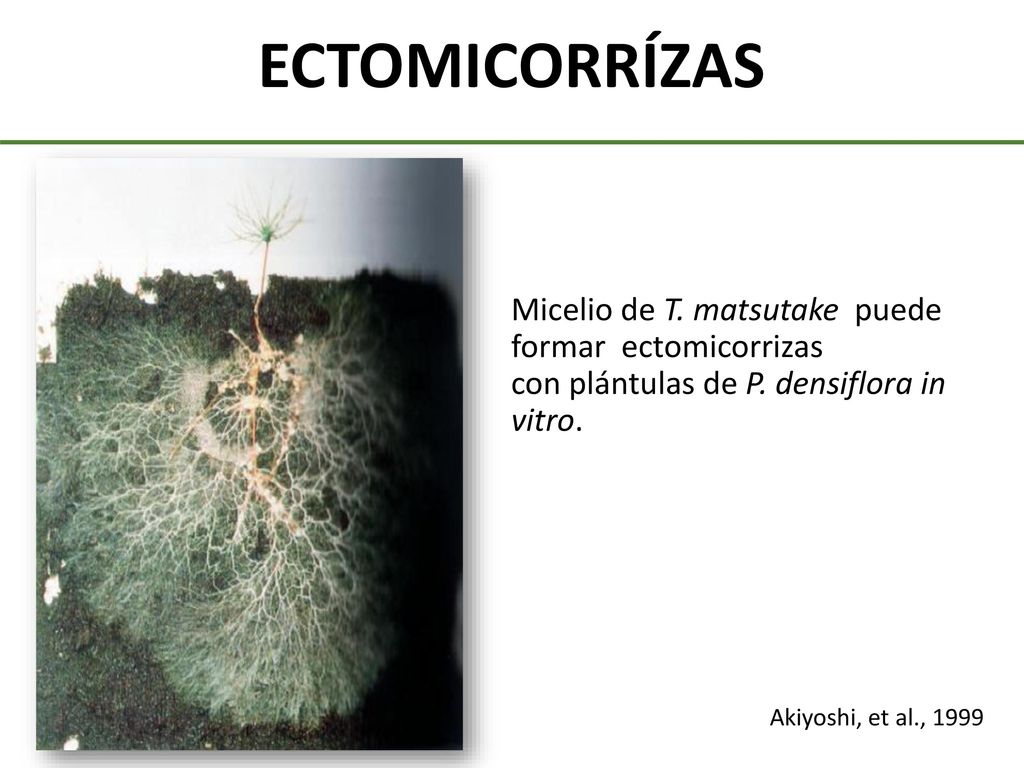 ECTOMICORRÍZAS Micelio de T. matsutake puede formar ectomicorrizas con plántulas de P. densiflora in vitro.