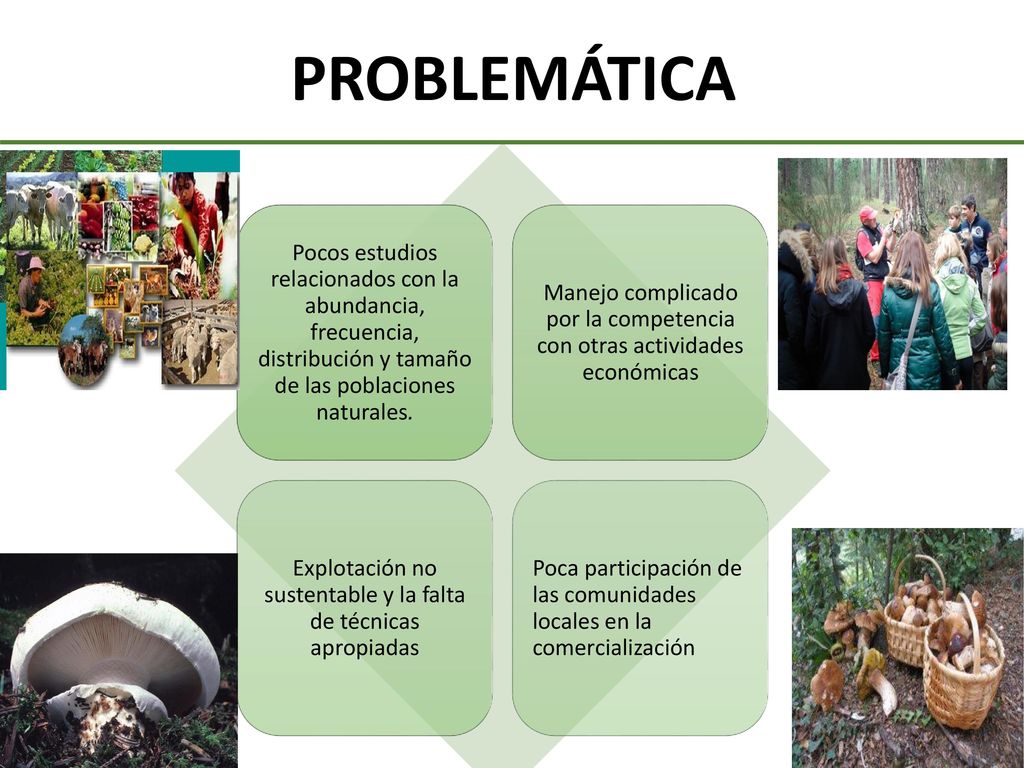PROBLEMÁTICA Pocos estudios relacionados con la abundancia, frecuencia, distribución y tamaño de las poblaciones naturales.