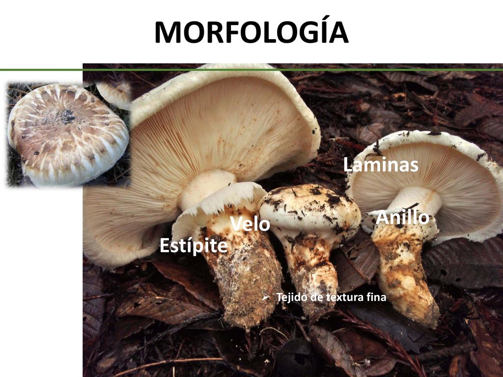 MORFOLOGÍA Laminas Anillo Velo Estípite Píleo Tejido de textura fina