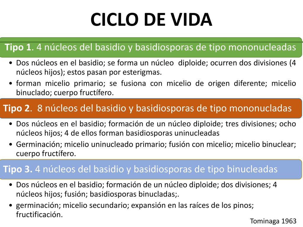 Tipo 1. 4 núcleos del basidio y basidiosporas de tipo mononucleadas