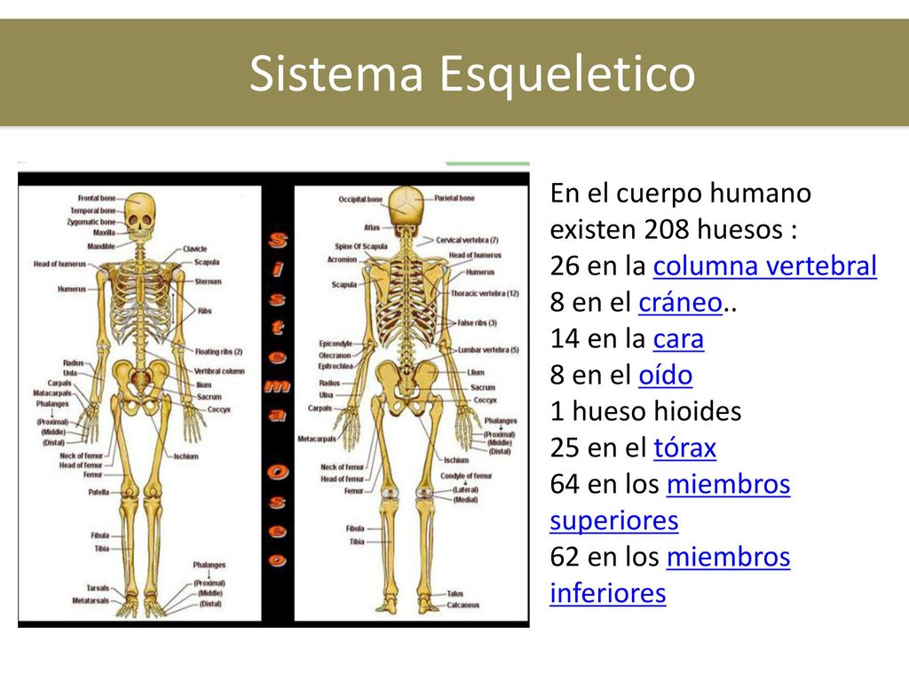 Sistema Esqueletico En el cuerpo humano existen 208 huesos :