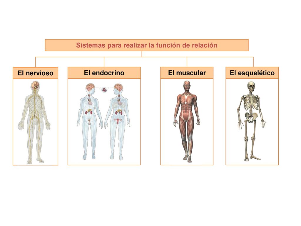 Sistemas para realizar la función de relación