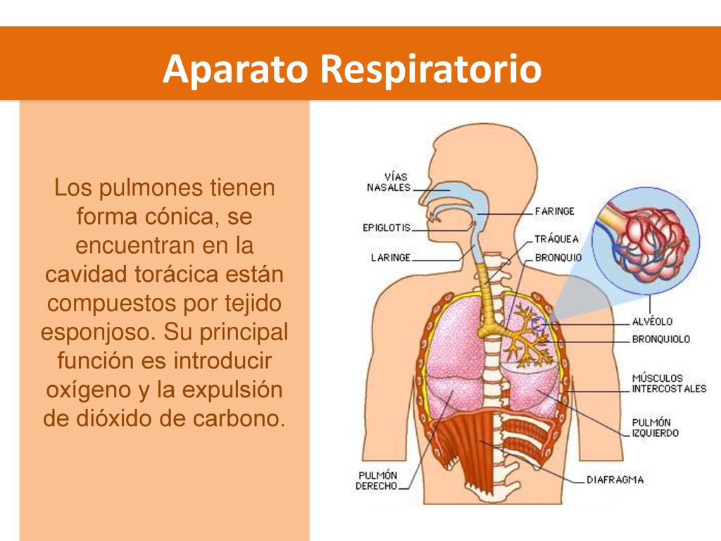 Aparato Respiratorio Los pulmones tienen forma cónica, se encuentran en la. cavidad torácica están.