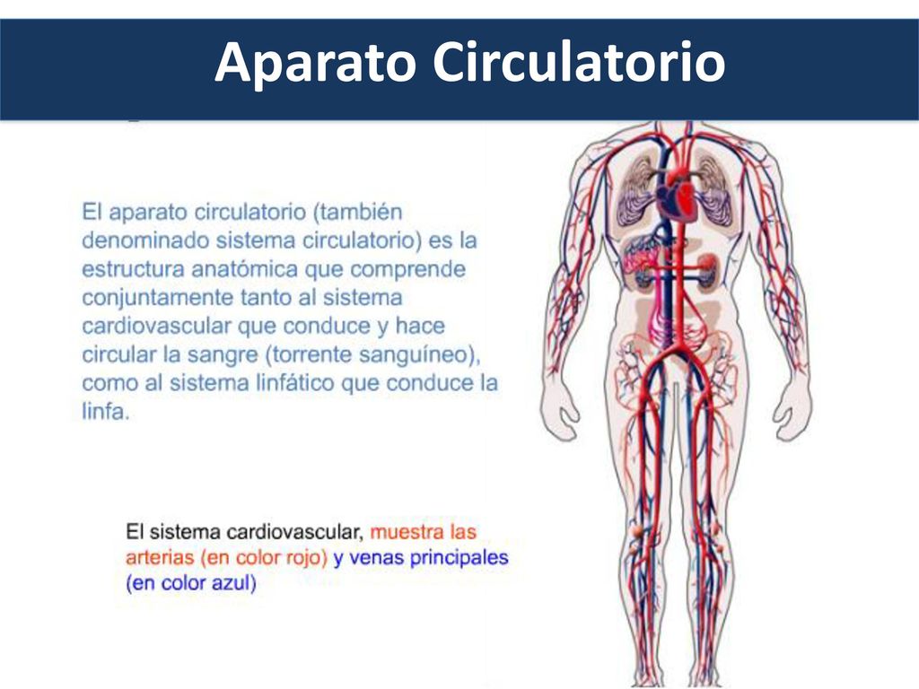 Aparato Circulatorio