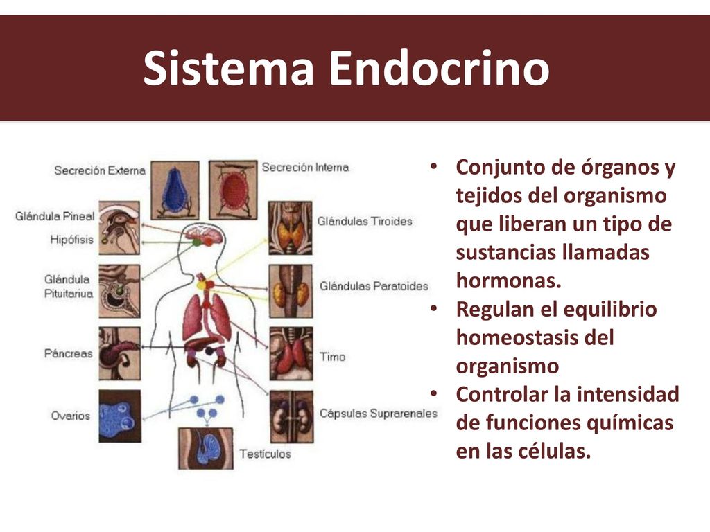 Sistema Endocrino Conjunto de órganos y tejidos del organismo que liberan un tipo de sustancias llamadas hormonas.