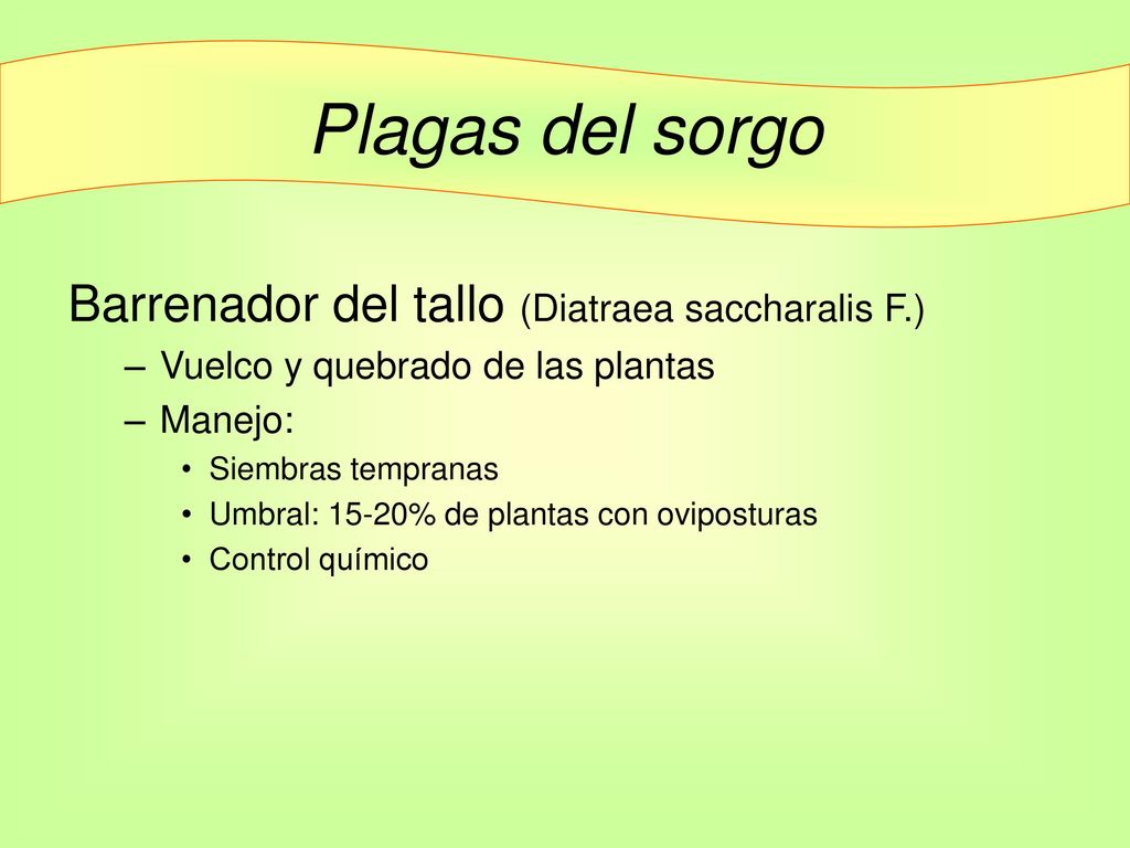 Plagas del sorgo Barrenador del tallo (Diatraea saccharalis F.)