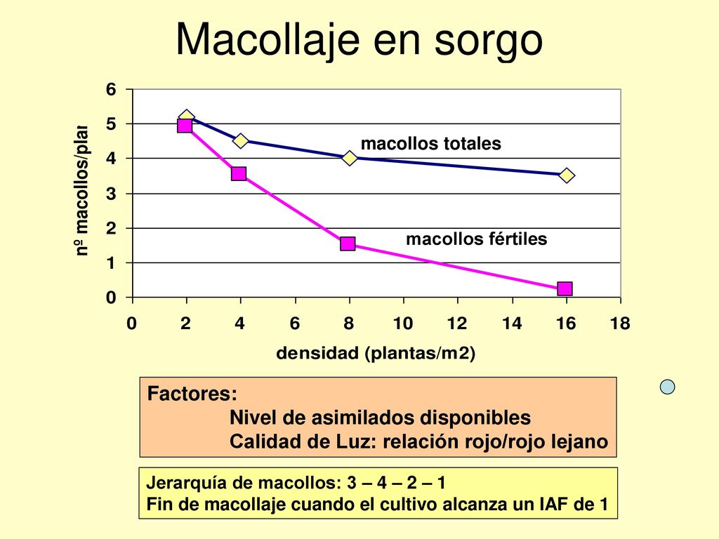 Macollaje en sorgo Factores: Nivel de asimilados disponibles