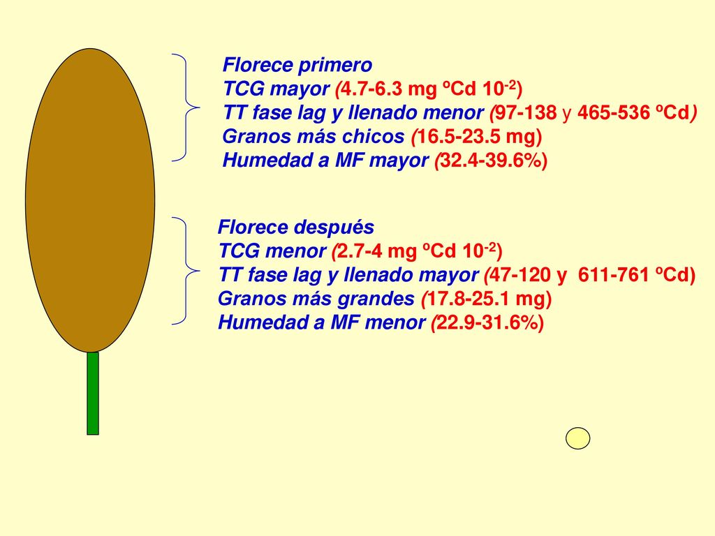 Florece primero TCG mayor ( mg ºCd 10-2) TT fase lag y llenado menor ( y ºCd)
