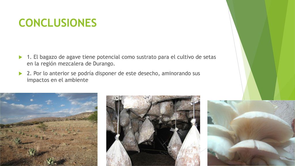 CONCLUSIONES 1. El bagazo de agave tiene potencial como sustrato para el cultivo de setas en la región mezcalera de Durango.